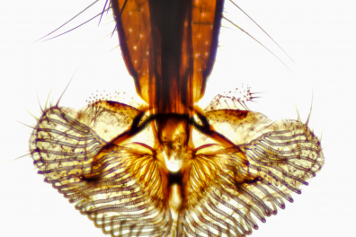 Tête d'insecte - type suceur labial (détail de la trompe) - Mouche x10